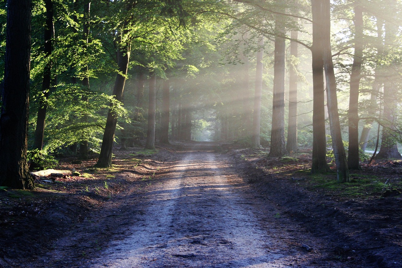 gravel road with trees casting shadow on the road due to sunlight