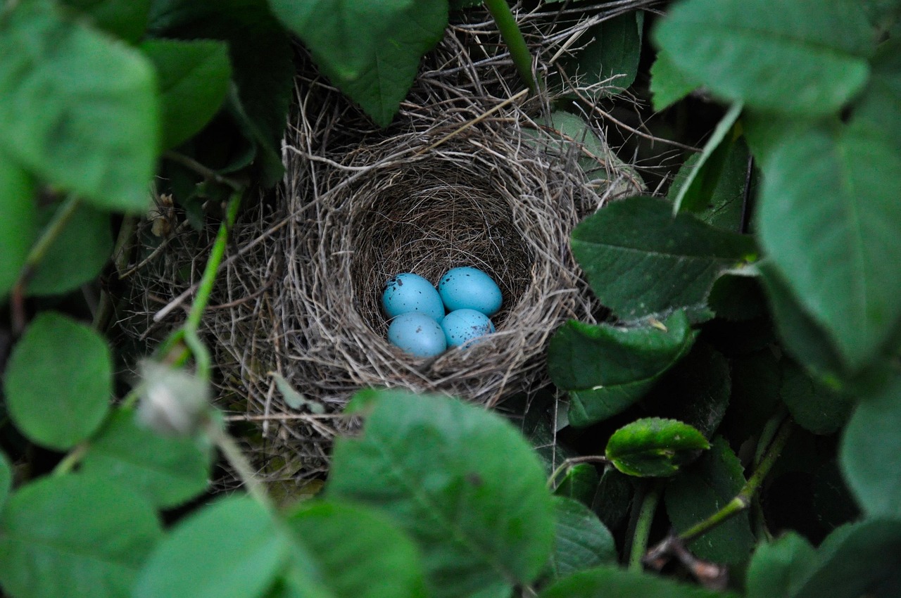 a bird's nest full of four blue eggs