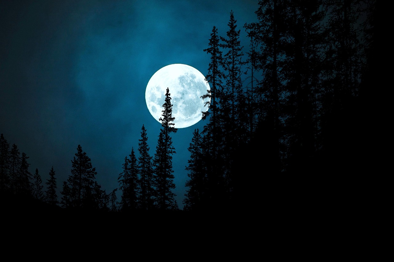 An image of a full white moon at night behind tall forest trees