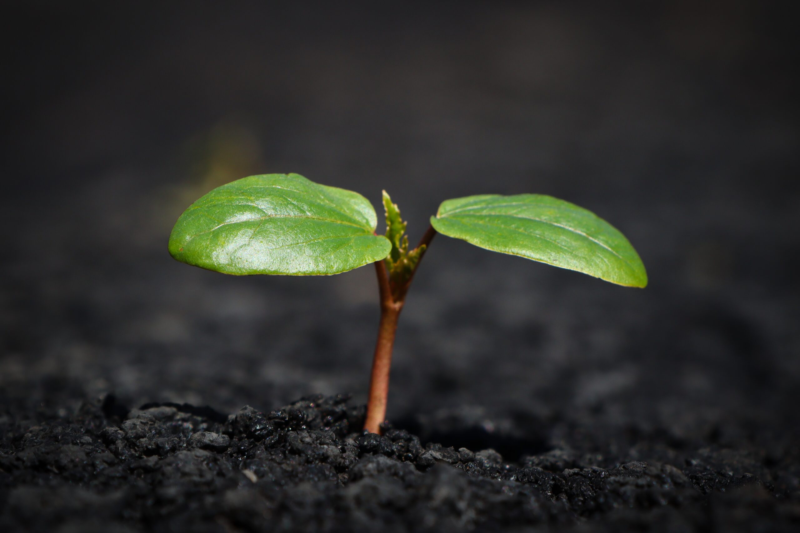 A plant with two green leaves sprouting up from black soil. 