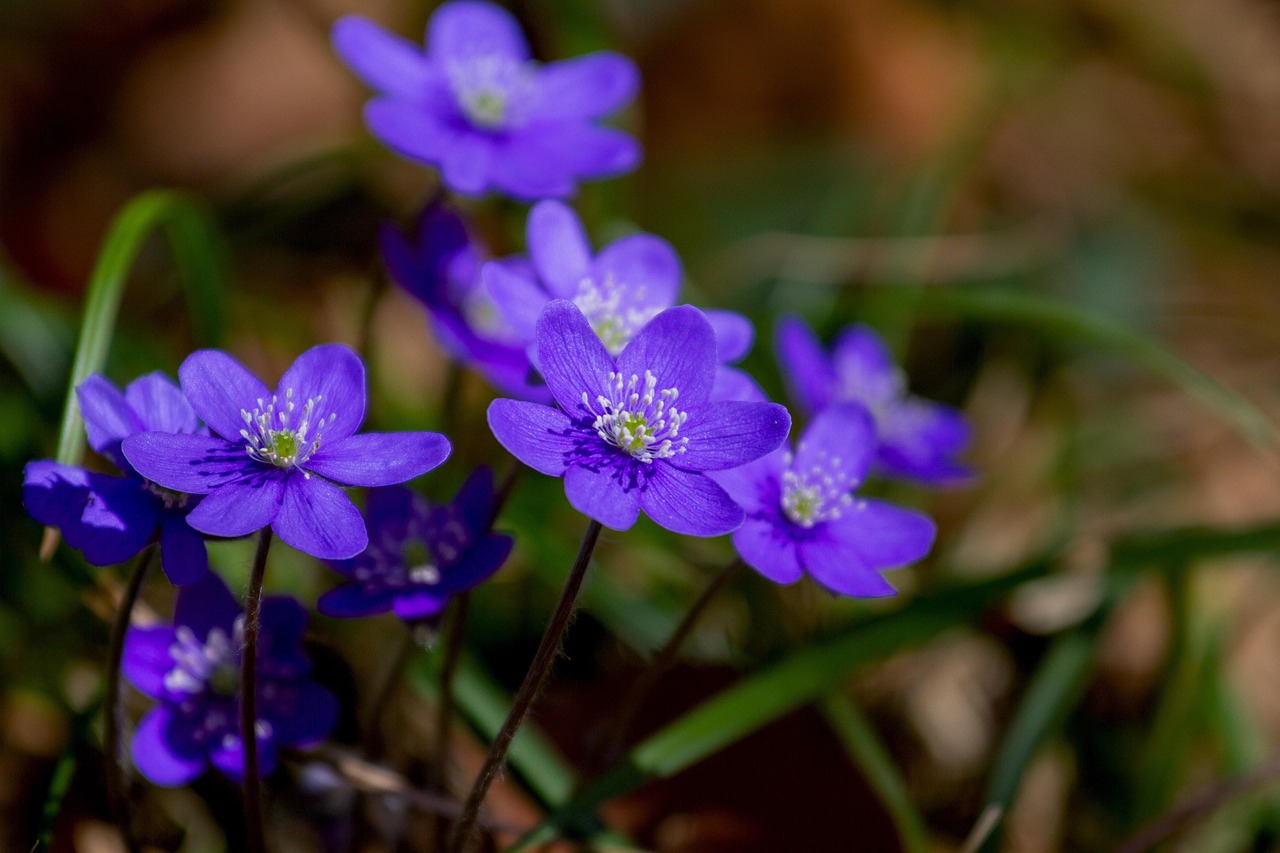 Purple flowers in nature