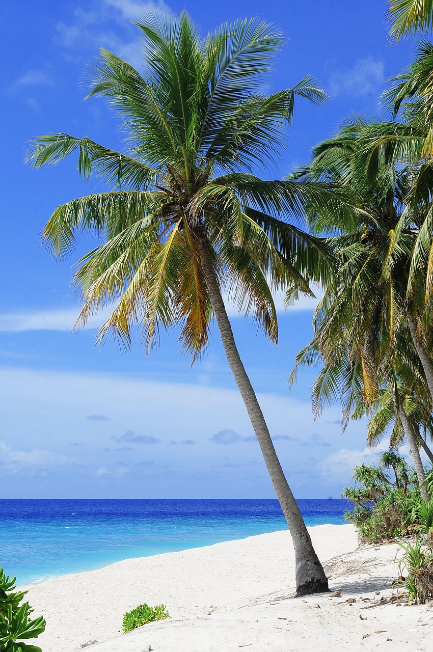 Palm trees on a white sandy beach, with turquoise water and indigo blue in the distance